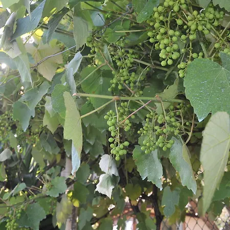 Podere Il Riposo